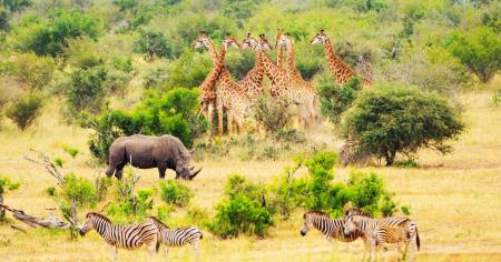 Parc National Kruger