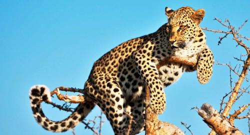 Namibie : La faune