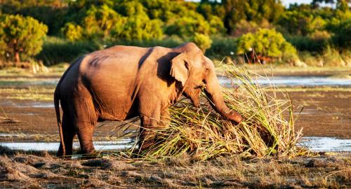 Sri Lanka : Eléphants
