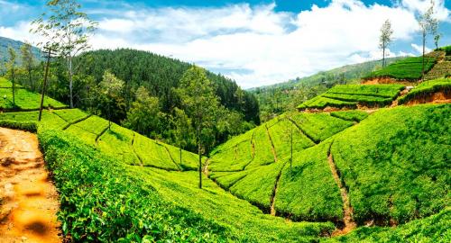 Sri Lanka : Plantations de thé