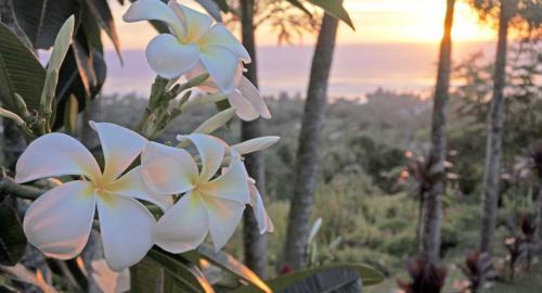 Tahiti : Les fleurs 