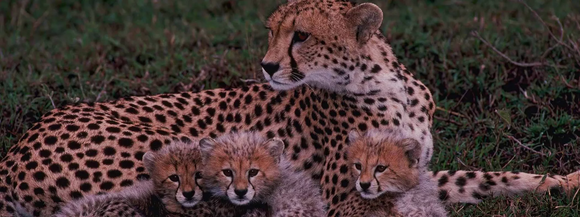 Voyage Kenya