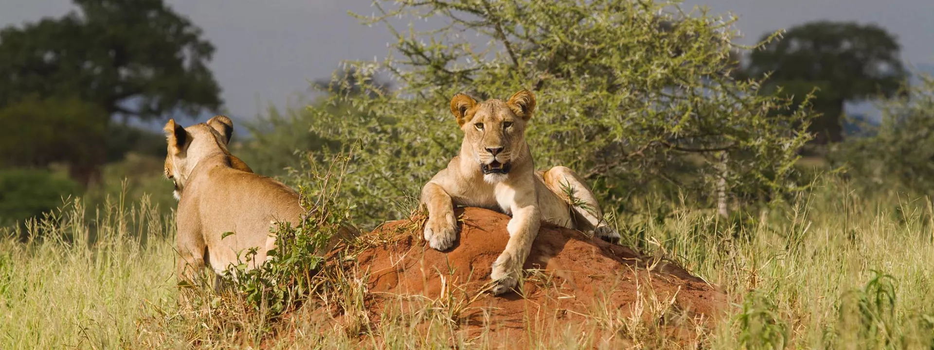 Voyage Tanzanie