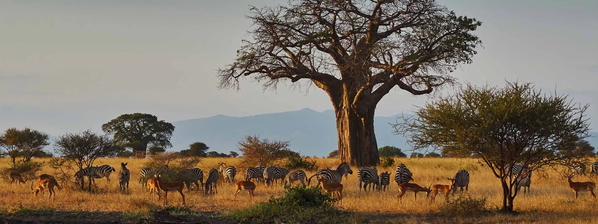 Voyage Tanzanie