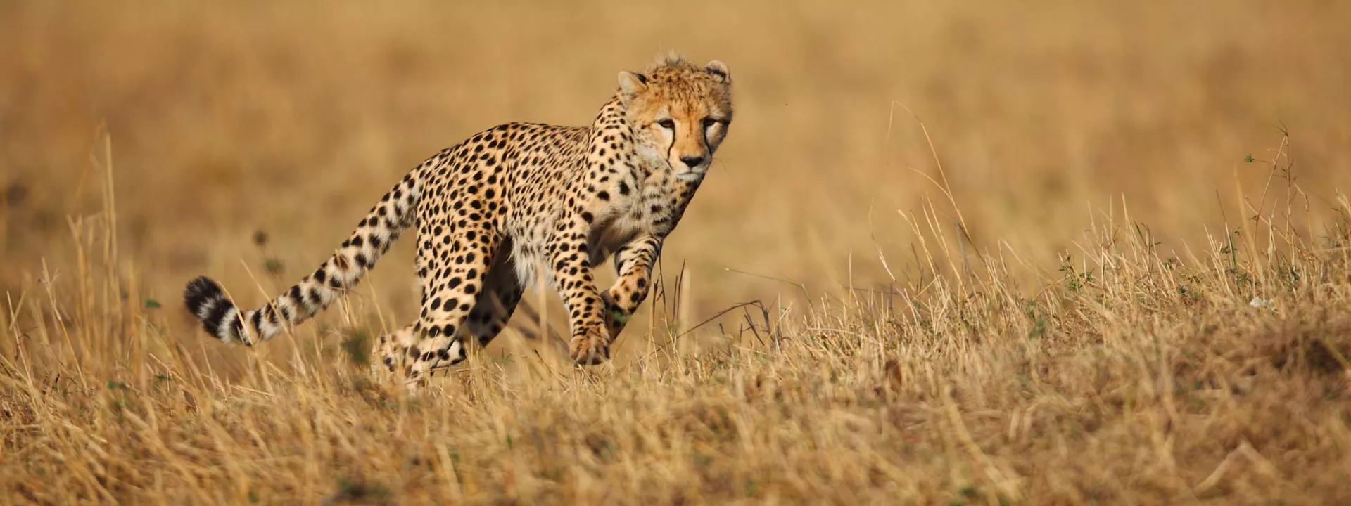 Voyage Tanzanie