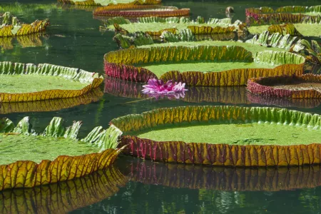 Voyage île Maurice Jardin de Pamplemousses