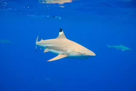 Voyage Tahiti & ses îles