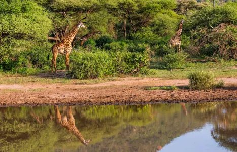 Voyage Tanzanie