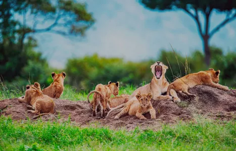 Voyage Tanzanie
