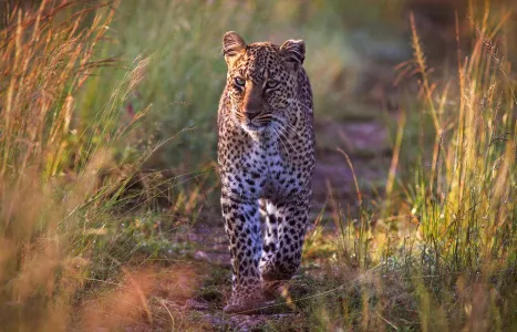 Voyage Kenya