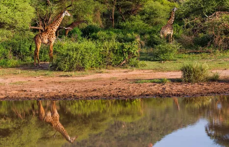 Voyage Tanzanie