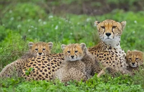 Voyage Tanzanie