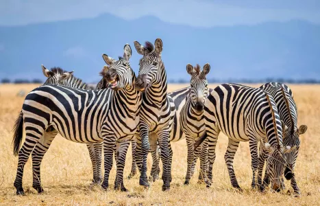 Voyage Tanzanie 