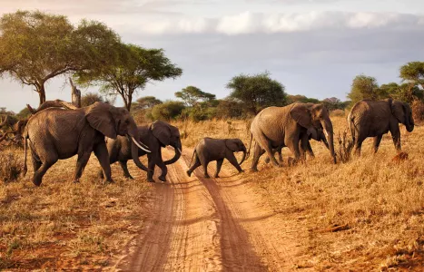 Voyage Tanzanie