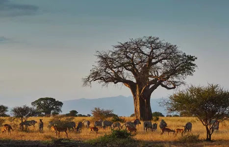 Voyage Tanzanie