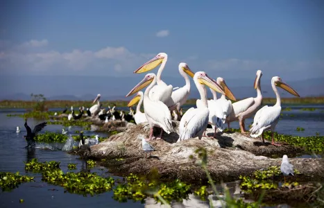 Voyage Kenya