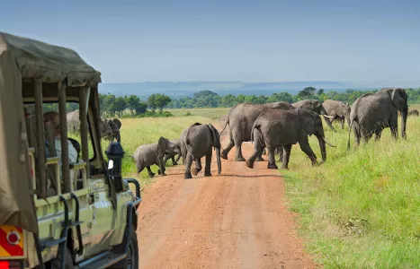 Voyage Kenya Safari Punda Milia