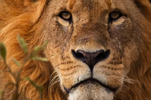 Voyage Kenya