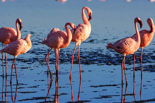 Voyage Kenya