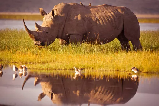 Voyage Kenya